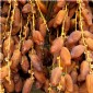 Dattel Balsam 3% Säure