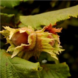 Haselnuss Balsam 3%