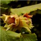 Haselnuss Balsam 3%