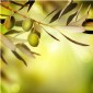 Olivenöl Toscana IGP - Italien, Nativ Extra Vergine