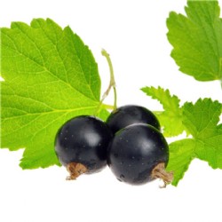 Cassis Likör mit Grappa 20%