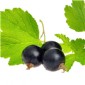 Cassis Likör mit Grappa 20%